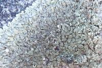 Xanthoparmelia conspersa