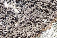 Xanthoparmelia verruculifera