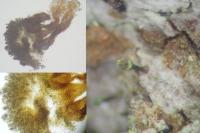 Chaenotheca hispidula