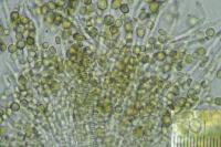 Chaenotheca hispidula