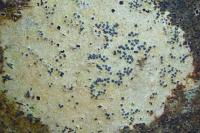 Pyrenula chlorospila