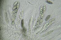 Pyrenula chlorospila