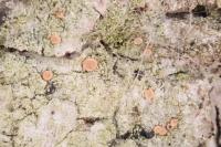 Bacidia fraxinea