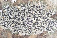 Arthonia atra