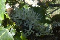 Evernia prunastri