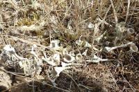 Cladonia fimbriata