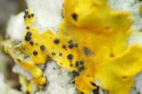 Arthonia parietinaria