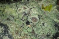 Lecanora barkmaniana