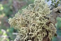 Usnea esperantiana