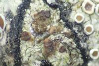 Traponora varians