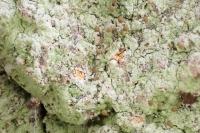 Chaenotheca stemonea