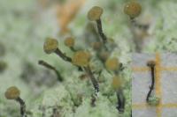 Chaenotheca stemonea