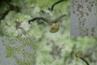 Chaenotheca stemonea