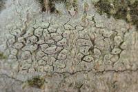 Pertusaria pustulata