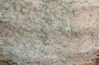 Lecanora albella