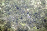 Dichoporis taylorii