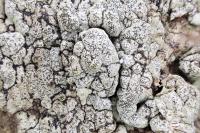 Enterographa crassa