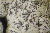 Enterographa crassa
