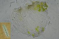 Enterographa crassa
