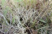 Cladonia furcata subsp. furcata