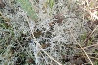 Cladonia rangiformis