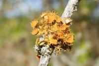 Teloschistes chrysophthalmos