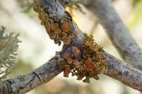 Polycauliona polycarpa