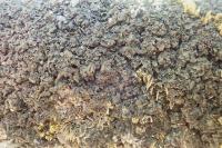 Blennothallia crispa