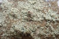 Lecanora sulphurea