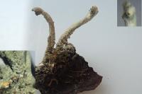 Cladonia polydactyla