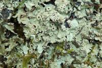 Flavoparmelia caperata