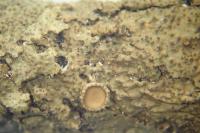 Melanohalea exasperata