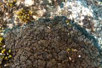 Placynthium nigrum