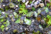 Placidium squamulosum