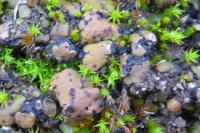 Placidium squamulosum