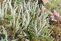Cladonia subulata