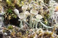 Cladonia chlorophaea