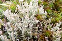 Cladonia phyllophora