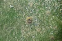 Phylloblastia fortuita