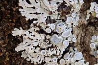 Physconia distorta var. distorta