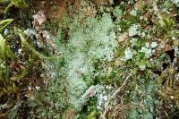 Lepraria finkii