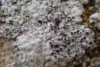 Polyozosia albescens