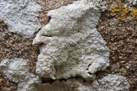 Diploicia canescens
