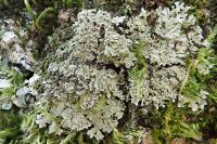 Physconia perisidiosa