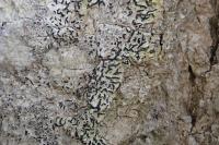 Alyxoria culmigena