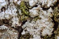 Physconia grisea subsp. grisea