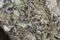 Alyxoria lichenoides