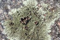 Xanthoparmelia conspersa