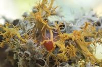 Teloschistes chrysophthalmos