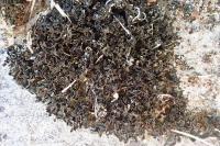 Lathagrium cristatum var. cristatum